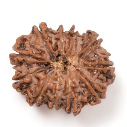 11-Mukhi-Rudraksha-Nepal-20-Back