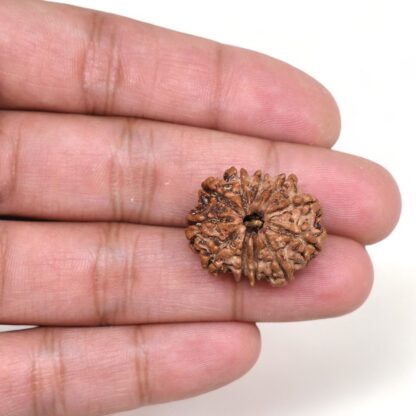 11-Mukhi-Rudraksha-Nepal-20-Hand