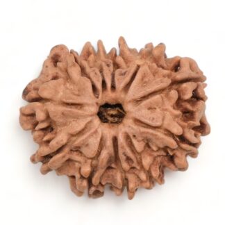 11-Mukhi-Rudraksha-Nepal-21