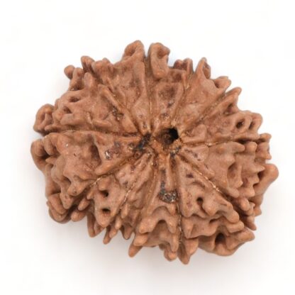 11-Mukhi-Rudraksha-Nepal-21-Back