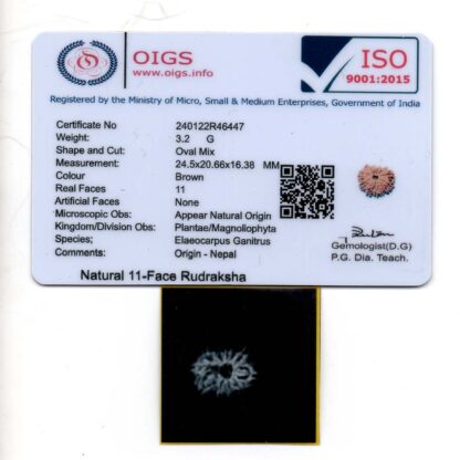11-Mukhi-Rudraksha-Nepal-21-Certificate