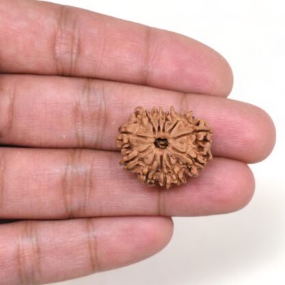 11-Mukhi-Rudraksha-Nepal-21-Hand