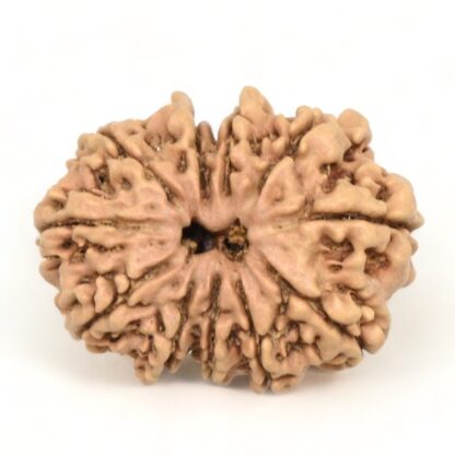 11-Mukhi-Rudraksha-Nepal-22