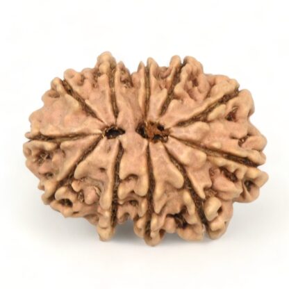 11-Mukhi-Rudraksha-Nepal-22-Back