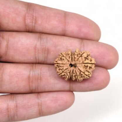 11-Mukhi-Rudraksha-Nepal-22-Hand