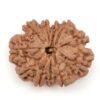 11-Mukhi-Rudraksha-Nepal-23
