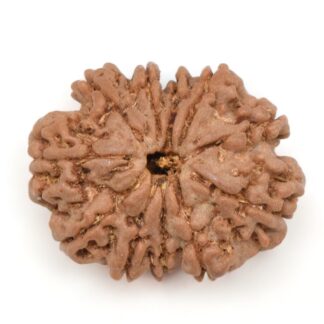 11-Mukhi-Rudraksha-Nepal-23