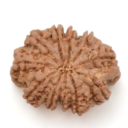 11-Mukhi-Rudraksha-Nepal-23-Back
