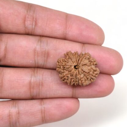 11-Mukhi-Rudraksha-Nepal-23-Hand