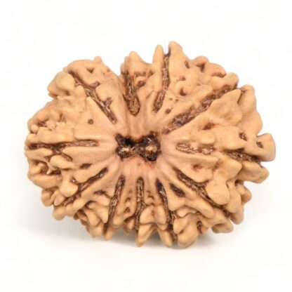 11-Mukhi-Rudraksha-Nepal-24