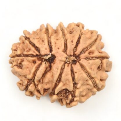 11-Mukhi-Rudraksha-Nepal-24-Back