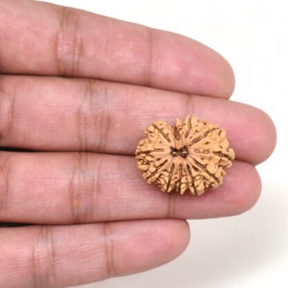 11-Mukhi-Rudraksha-Nepal-24-Hand