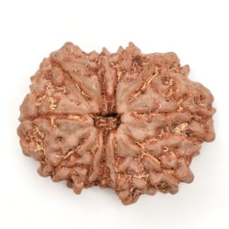 11-Mukhi-Rudraksha-Nepal-25