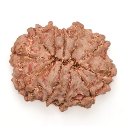 11-Mukhi-Rudraksha-Nepal-25-Back