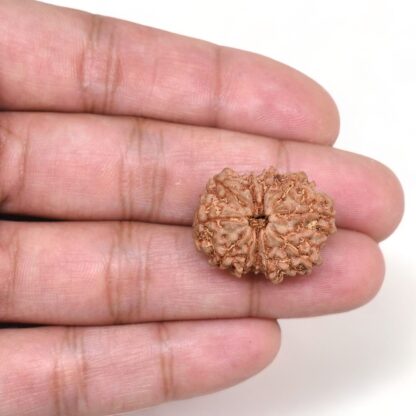 11-Mukhi-Rudraksha-Nepal-25-Hand