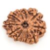11-Mukhi-Rudraksha-Nepal-26