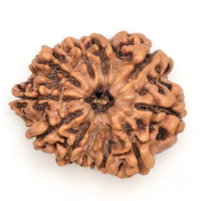 11-Mukhi-Rudraksha-Nepal-26