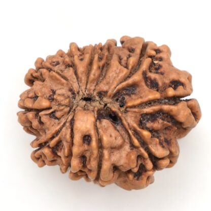 11-Mukhi-Rudraksha-Nepal-26-Back