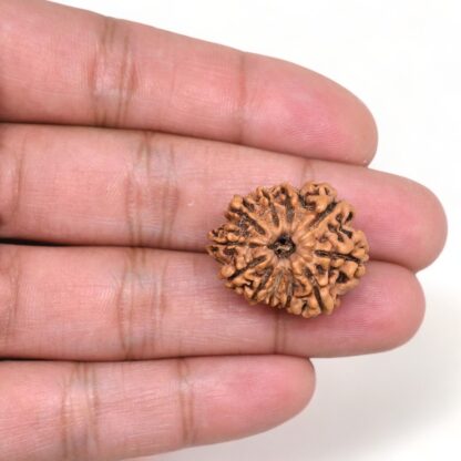 11-Mukhi-Rudraksha-Nepal-26-Hand