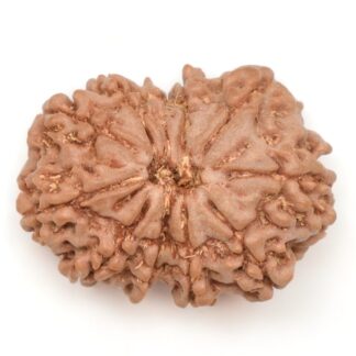 11-Mukhi-Rudraksha-Nepal-27