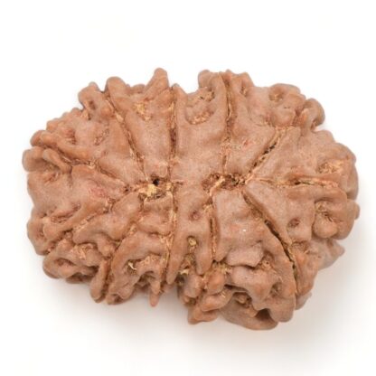 11-Mukhi-Rudraksha-Nepal-27-Back
