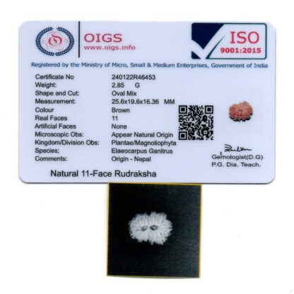 11-Mukhi-Rudraksha-Nepal-27-Certificate