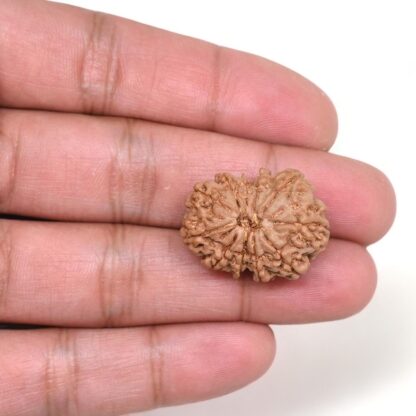 11-Mukhi-Rudraksha-Nepal-27-Hand