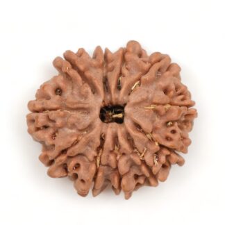 11 Mukhi Rudraksha