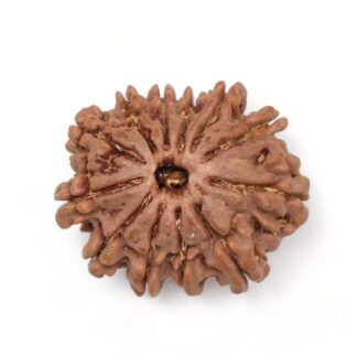 12-Mukhi-Rudraksha-Nepal-1