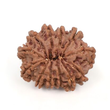 12-Mukhi-Rudraksha-Nepal-1-Back