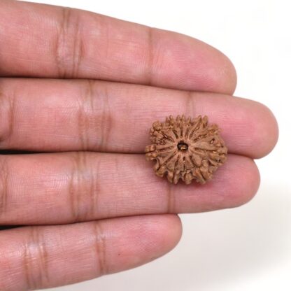 12-Mukhi-Rudraksha-Nepal-1-Hand