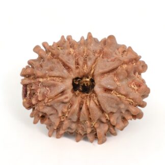 12-Mukhi-Rudraksha-Nepal-10