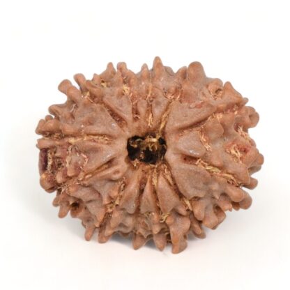 12-Mukhi-Rudraksha-Nepal-10