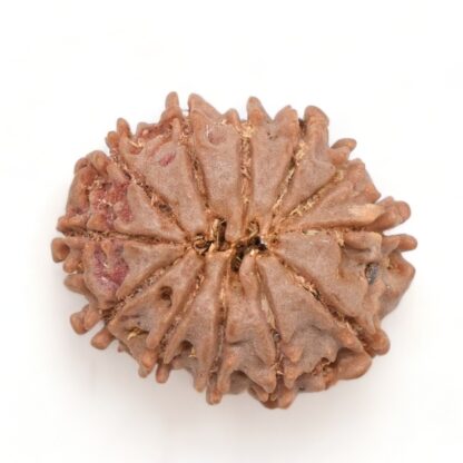 12-Mukhi-Rudraksha-Nepal-10-Back