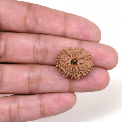 12-Mukhi-Rudraksha-Nepal-10-Hand