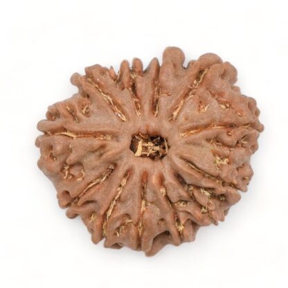 12-Mukhi-Rudraksha-Nepal-11