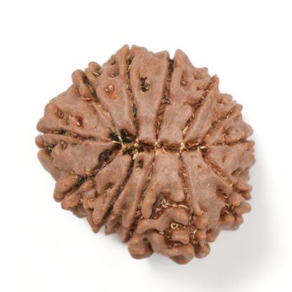 12-Mukhi-Rudraksha-Nepal-11-Back