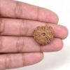 12-Mukhi-Rudraksha-Nepal-11-Hand