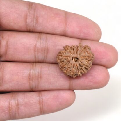 12-Mukhi-Rudraksha-Nepal-11-Hand