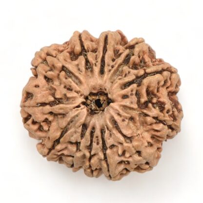 12-Mukhi-Rudraksha-Nepal-12