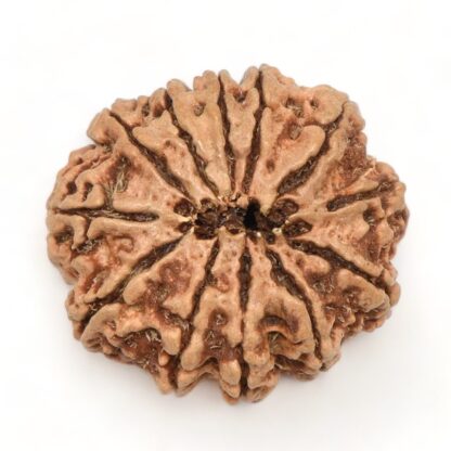 12-Mukhi-Rudraksha-Nepal-12-Back