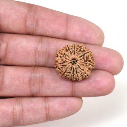 12-Mukhi-Rudraksha-Nepal-12-Hand