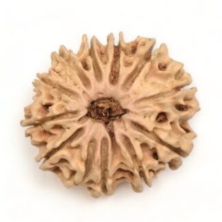 12-Mukhi-Rudraksha-Nepal-13