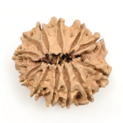 12-Mukhi-Rudraksha-Nepal-13-Back