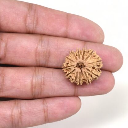 12-Mukhi-Rudraksha-Nepal-13-Hand