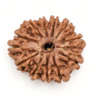 12-Mukhi-Rudraksha-Nepal-15