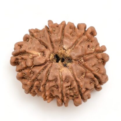 12-Mukhi-Rudraksha-Nepal-15-Back