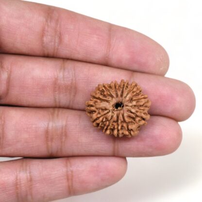 12-Mukhi-Rudraksha-Nepal-15-Hand