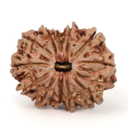 12-Mukhi-Rudraksha-Nepal-16