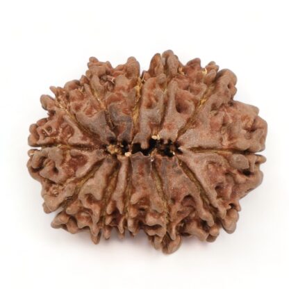 12-Mukhi-Rudraksha-Nepal-16-Back